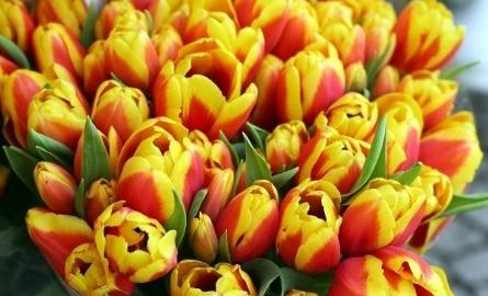 Bukiet żółto - czerwonych tulipanów